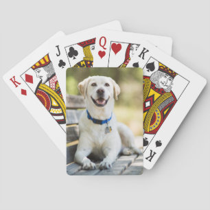Yellow Labrador Lays On Bench Playing Cards
