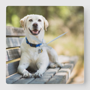Yellow Labrador Lays On Bench Square Wall Clock