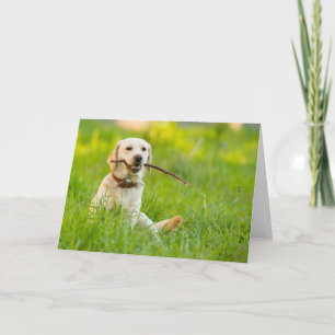 Yellow Labrador Plays Fetch With Stick Card