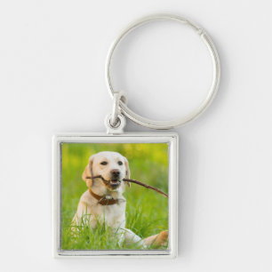 Yellow Labrador Plays Fetch With Stick Key Ring
