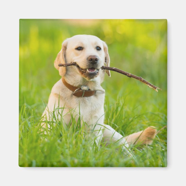 Yellow Labrador Plays Fetch With Stick Magnet (Front)