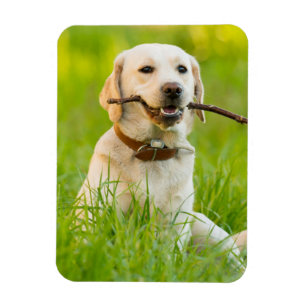 Yellow Labrador Plays Fetch With Stick Magnet