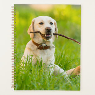 Yellow Labrador Plays Fetch With Stick Planner