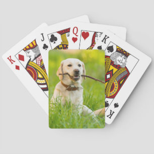 Yellow Labrador Plays Fetch With Stick Playing Cards