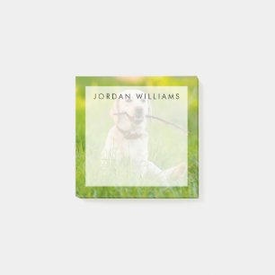 Yellow Labrador Plays Fetch With Stick Post-it Notes