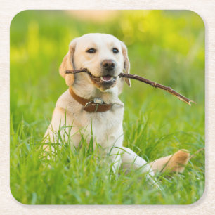Yellow Labrador Plays Fetch With Stick Square Paper Coaster