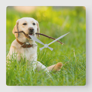Yellow Labrador Plays Fetch With Stick Square Wall Clock