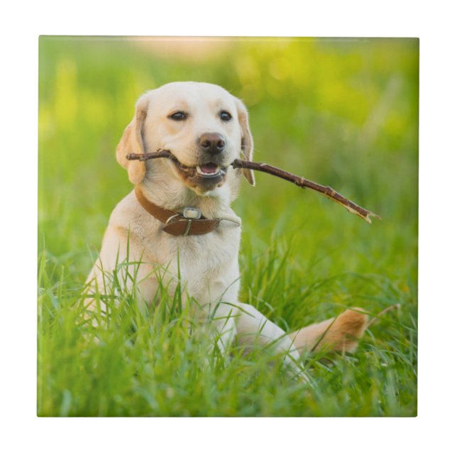 Yellow Labrador Plays Fetch With Stick Tile (Front)