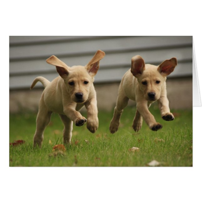 Yellow Labrador Puppies Running (Front Horizontal)