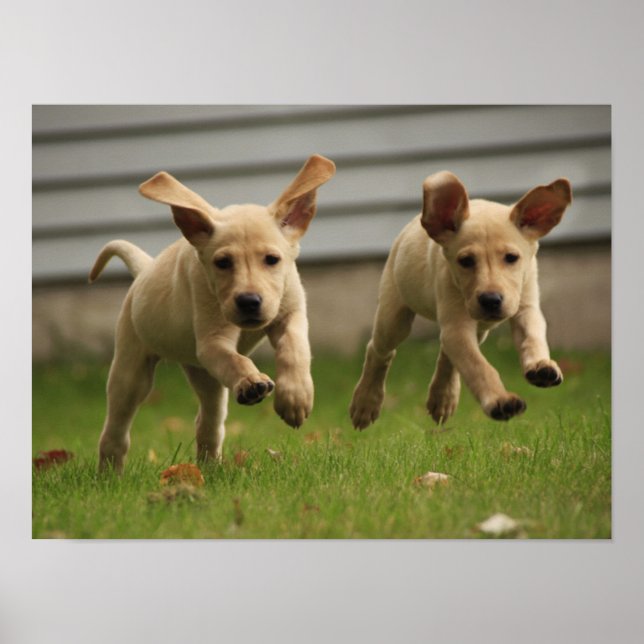Yellow Labrador Puppies Running Poster (Front)