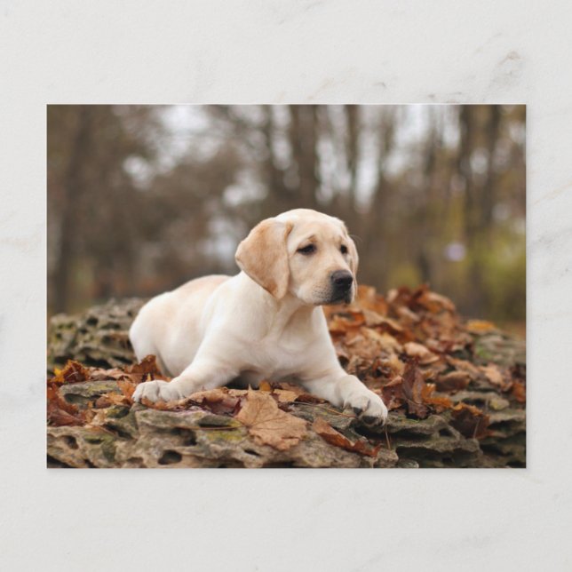 Yellow Labrador Puppy In Autumn Postcard (Front)