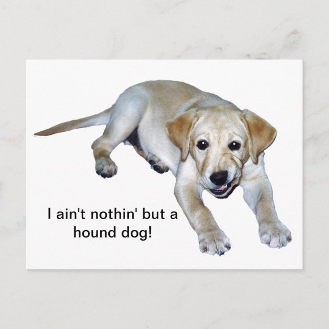 Yellow Labrador Puppy Postcard (Front)