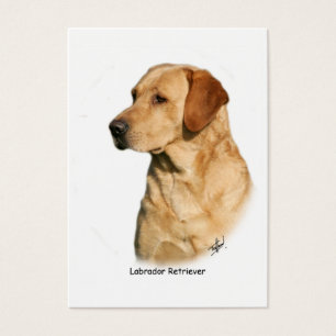 Yellow Labrador Retriever