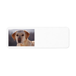 yellow labrador retriever