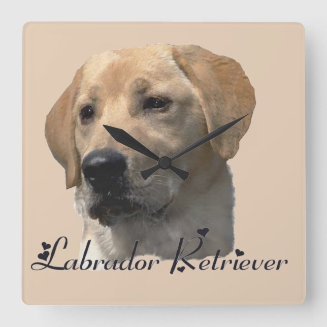 Yellow Labrador Retriever Art Gifts Square Wall Clock (Front)