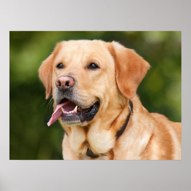 Yellow Labrador Retriever Dog - Lab Poster (Front)