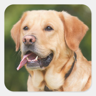 Yellow Labrador Retriever Dog - Lab Square Sticker
