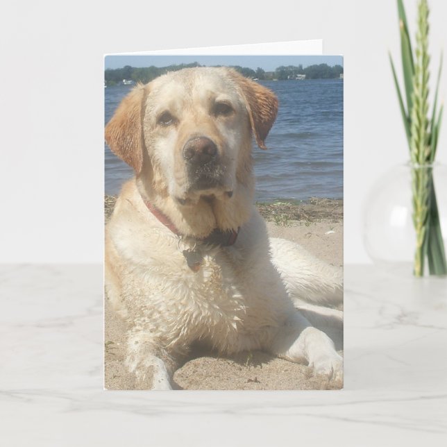 Yellow Labrador Retriever Greeting Card (Front)