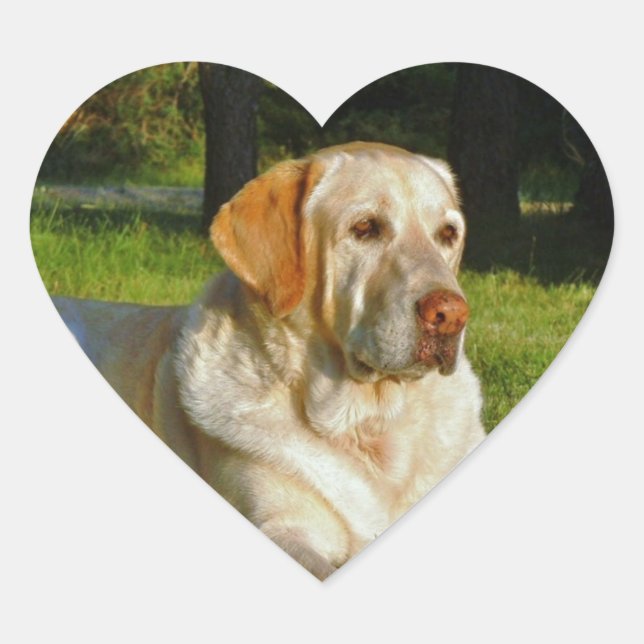 Yellow Labrador Retriever Heart Sticker (Front)