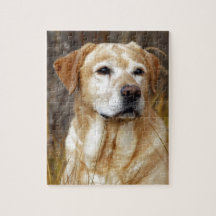 yellow labrador retriever