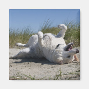 Yellow Labrador Retriever Magnet