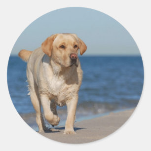 Yellow labrador retriever on the beach classic round sticker