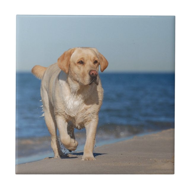 Yellow labrador retriever on the beach tile (Front)