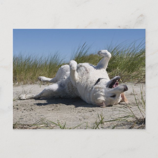 Yellow Labrador Retriever Postcard (Front)