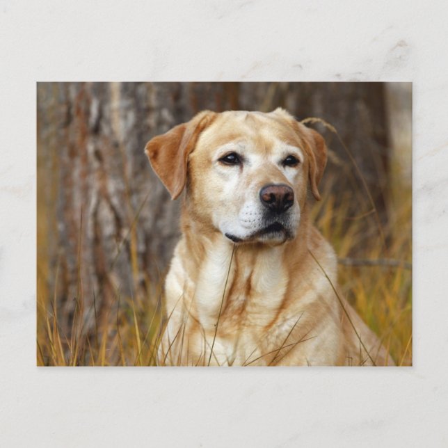 yellow labrador retriever postcard (Front)