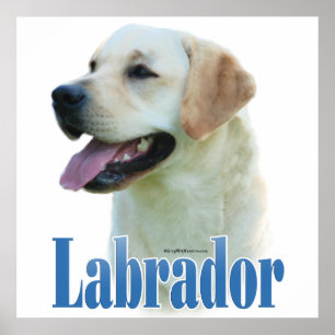 Yellow Labrador Retriever Poster