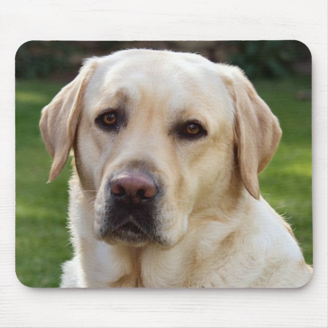 Yellow Labrador Retriever Puppy Dog - Green Mouse Mat (Front)