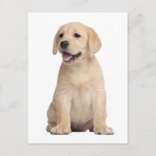 Yellow Labrador Retriever Puppy Dog Postcard