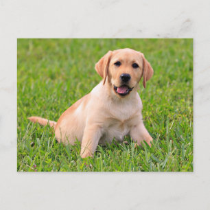 Yellow Labrador Retriever Puppy Dog Postcard