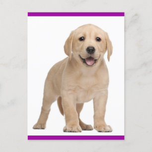 Yellow Labrador Retriever Puppy Dog Postcard