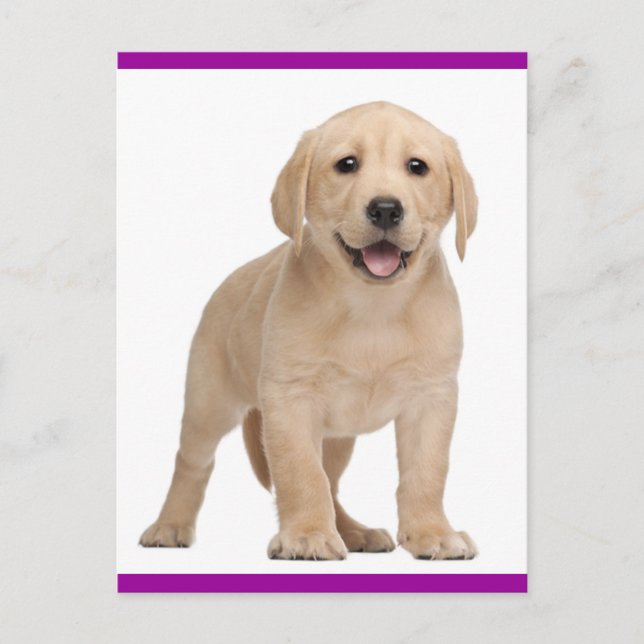 Yellow Labrador Retriever Puppy Dog Postcard (Front)