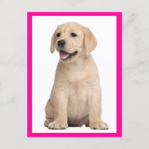 Yellow Labrador Retriever Puppy Dog Postcard
