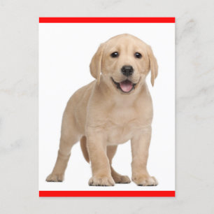 Yellow Labrador Retriever Puppy Dog Postcard