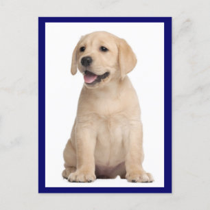 Yellow Labrador Retriever Puppy Dog Postcard