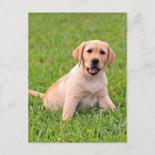 Yellow Labrador Retriever Puppy Dog Postcard