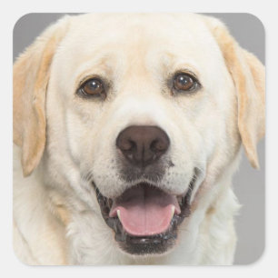 Yellow Labrador Retriever Puppy Dog Sticker