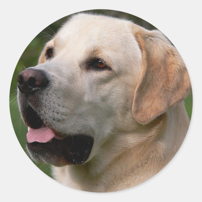 Yellow Labrador Retriever Puppy Dog Sticker / Seal (Front)