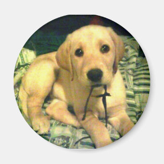 yellow labrador retriever puppy magnet