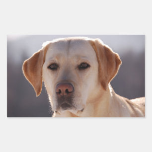 Yellow Labrador Retriever Rectangular Sticker