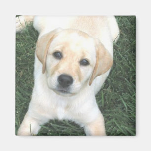 Yellow Labrador Retriever Refrigerator Magnet
