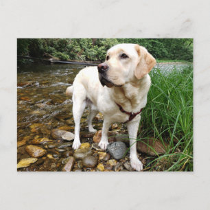 Yellow Labrador Retriever Stately Pose Postcard