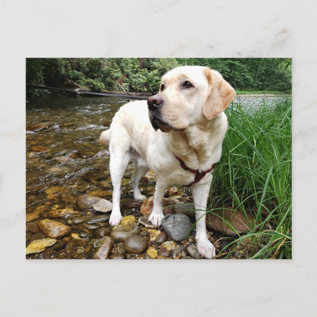 Yellow Labrador Retriever Stately Pose Postcard (Front)