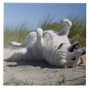 Yellow Labrador Retriever Tile