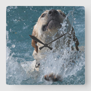 Yellow Labrador Retriever Water Dog Square Wall Clock