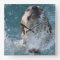 Yellow Labrador Retriever Water Dog