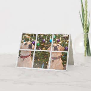 Yellow Labrador Retrievers in Christmas window Card